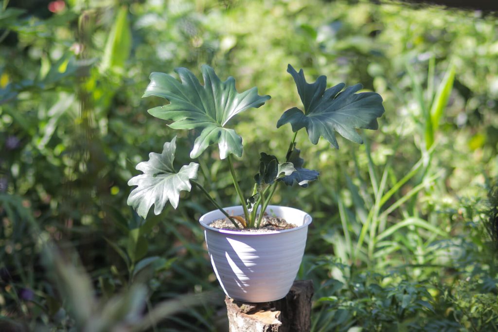 Philodendron bipinnatifidum in a pot