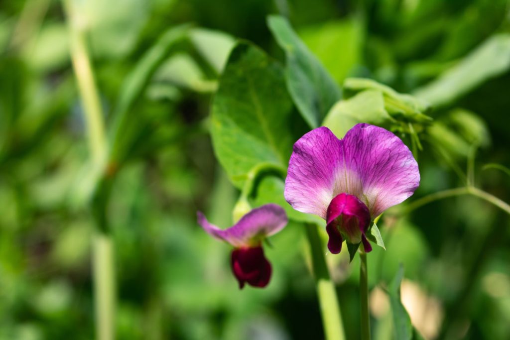 A purple pea plant flower