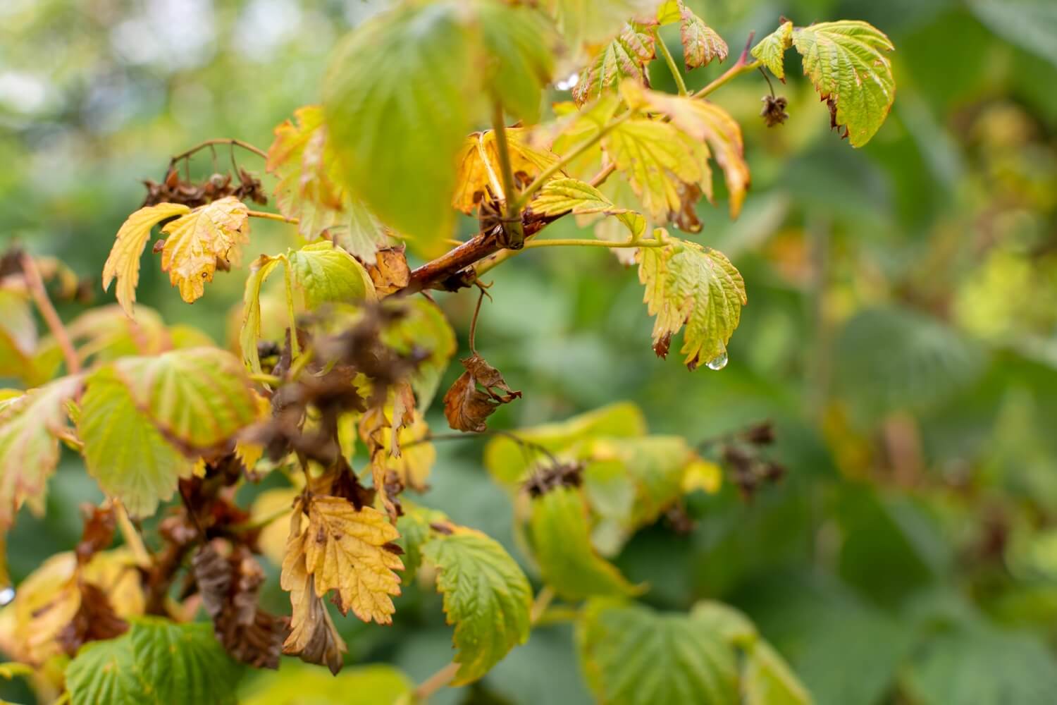 Reppoting Raspberries Feeding raspberries: when and what to use - Plantura