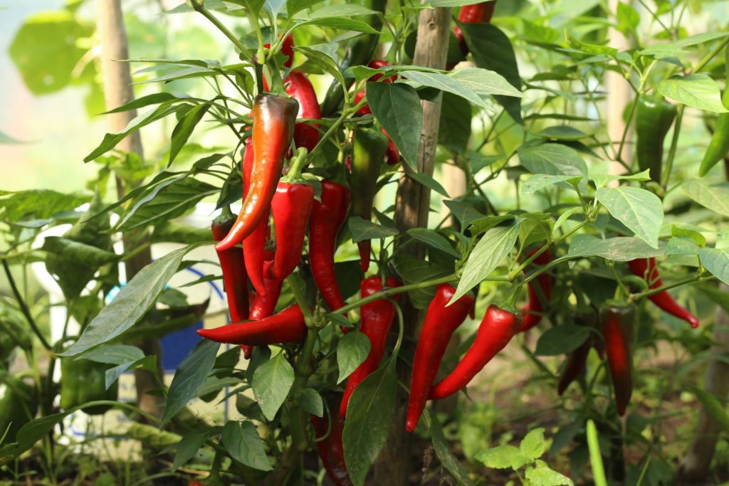 Red chilli plant