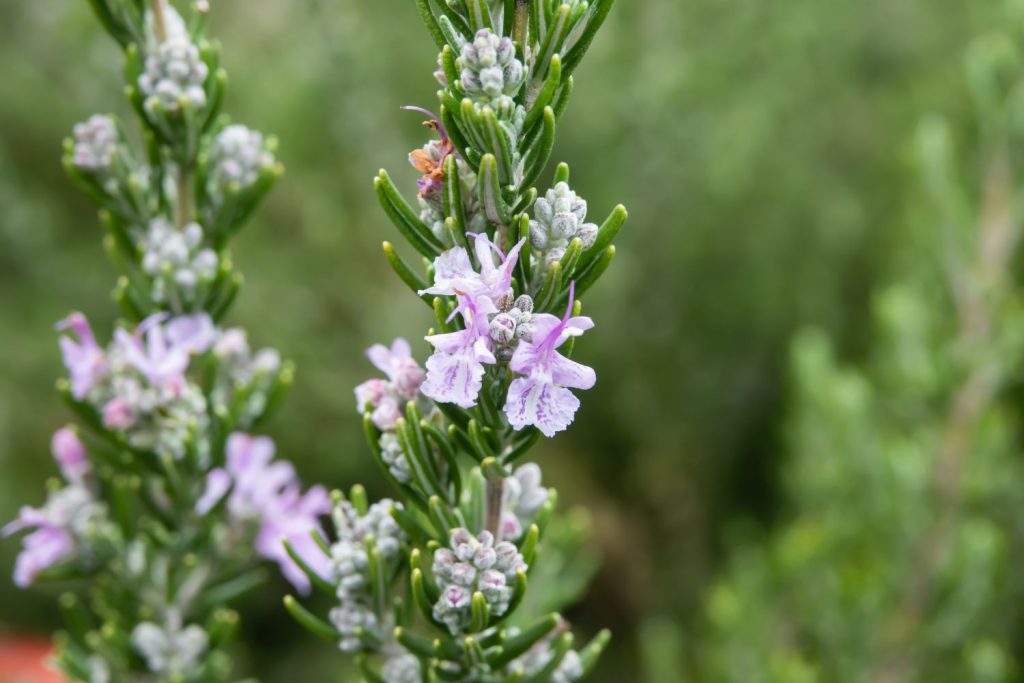 rosemary roseus with pink flowers