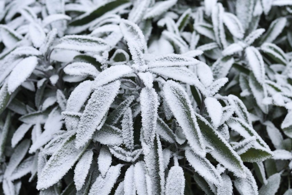 a frost tolerant sage plant