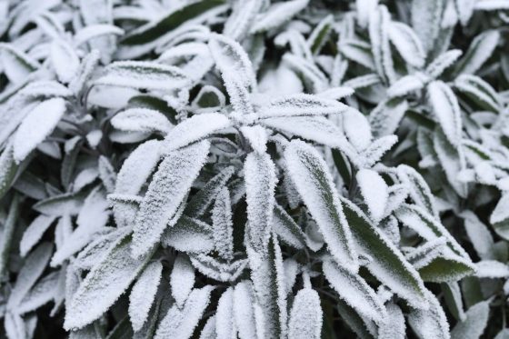 Sage in winter: is sage winter hardy?