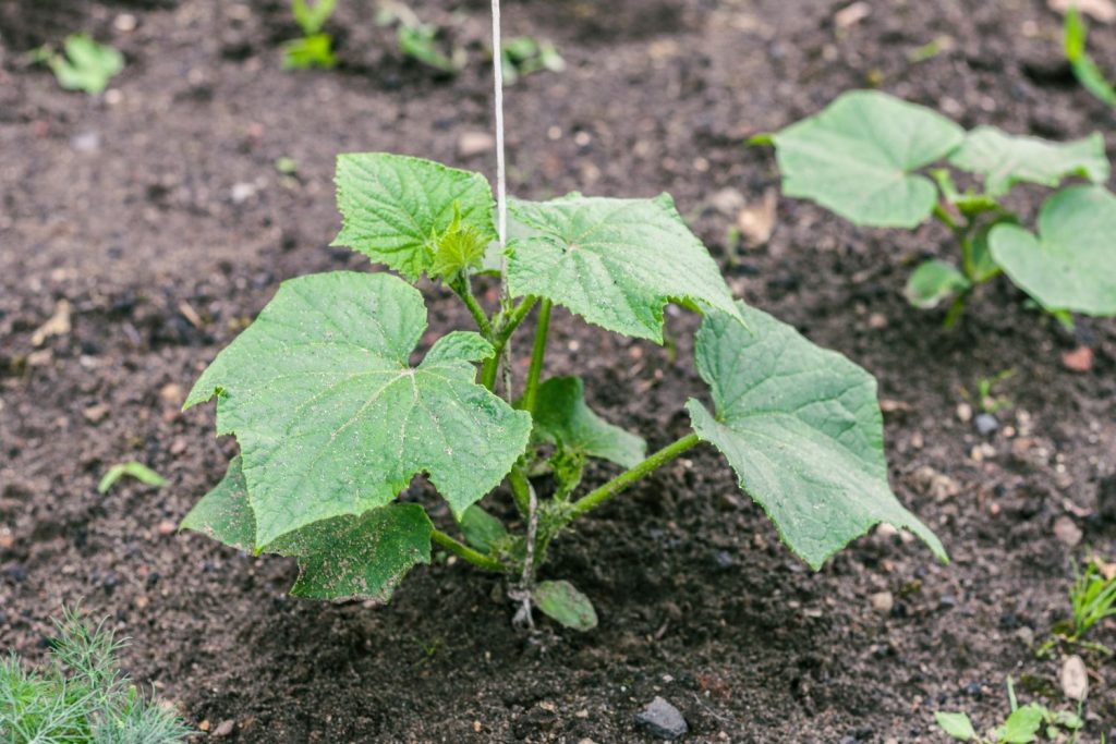 Young cucumber plant in soil