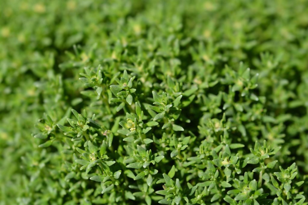 Compact thyme variety
