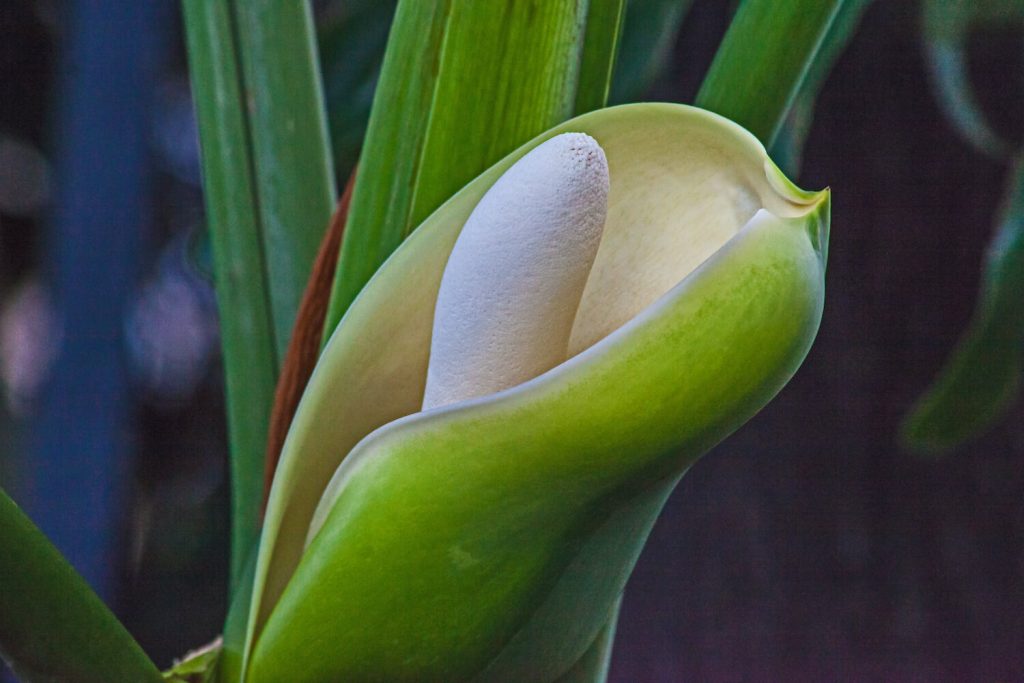 Close-up of tree philodendron spadix and spathes