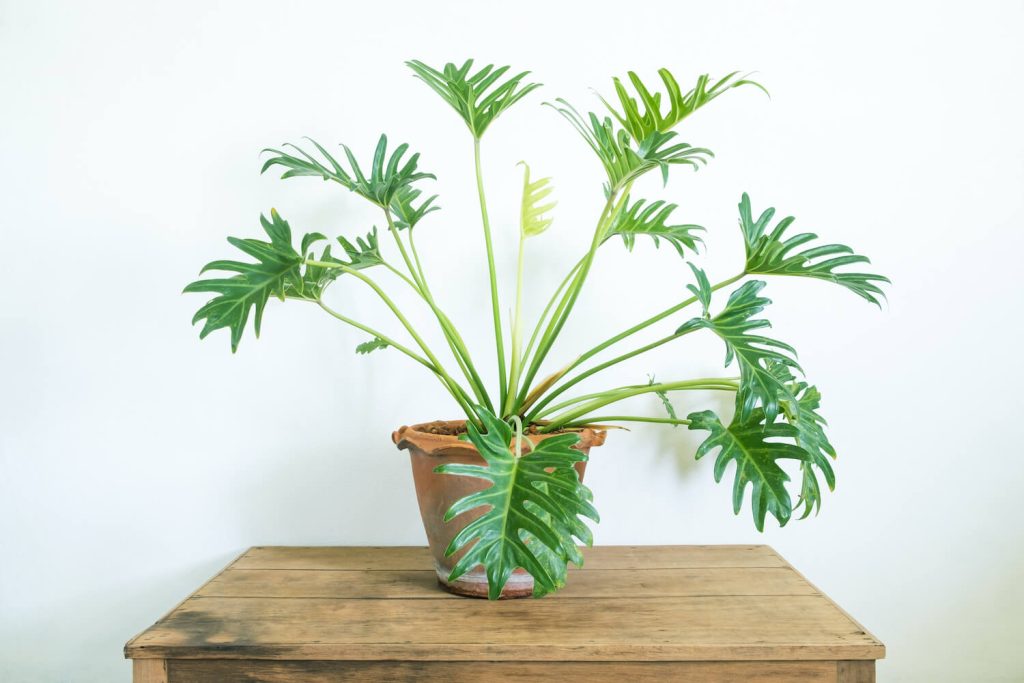 Potted Philodendron Xanadu