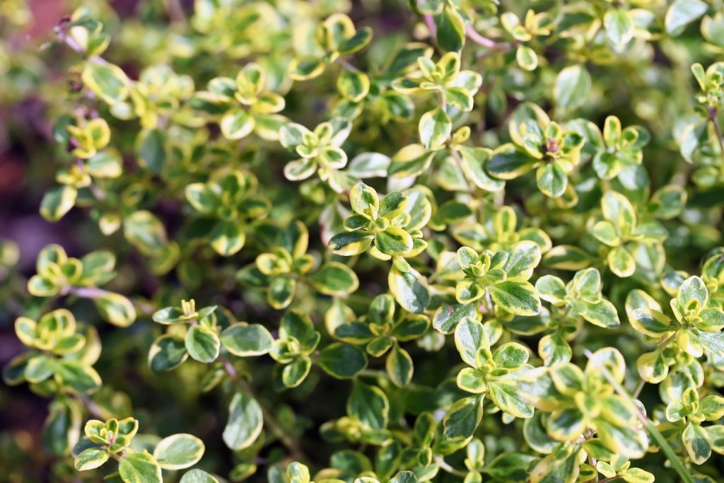 Thyme with variegated leaves