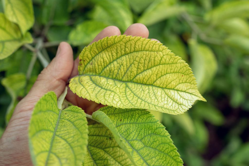Mineral deficient yellow raspberry leaves