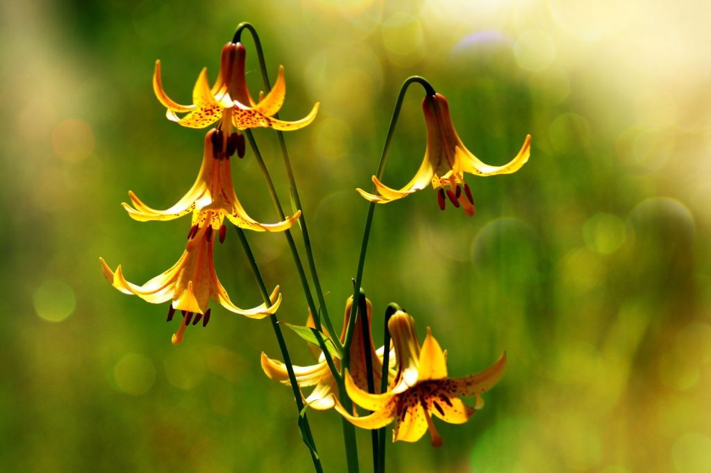 Orange and yellow Canada lilies