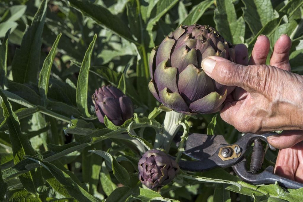 Harvesting artichokes with secateurs