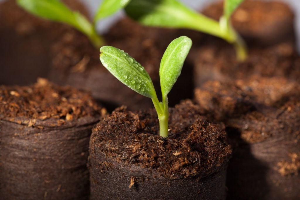 Artichoke seedlings growing in soil