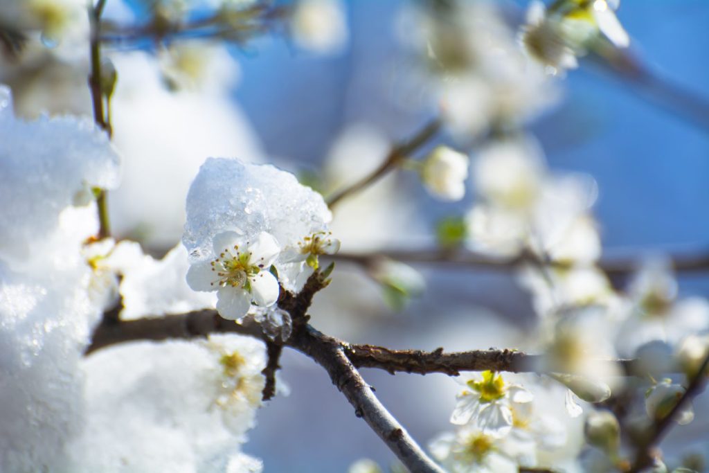 Apple tree blossoms with snow