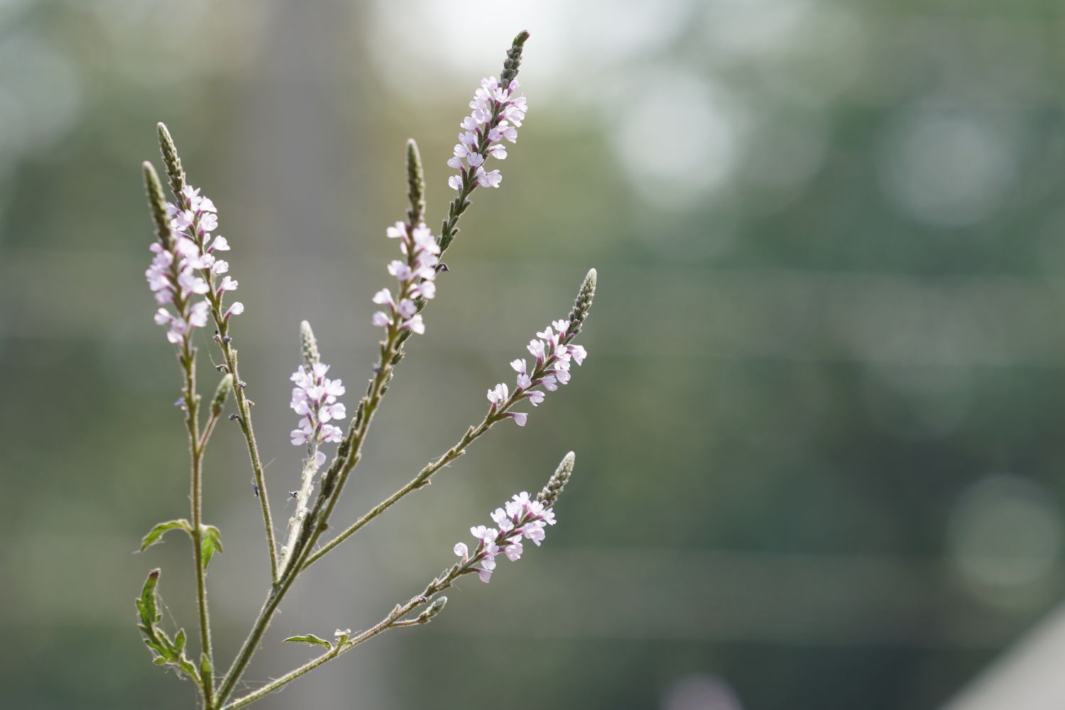 Types of verbena beautiful vervain varieties Plantura