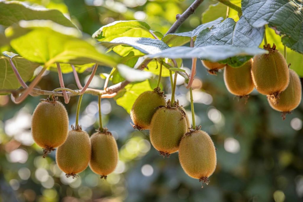 Ripe kiwi fruits on branch