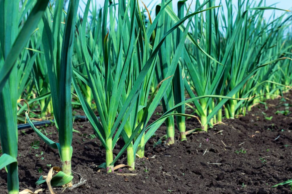 Garlic growing in a row