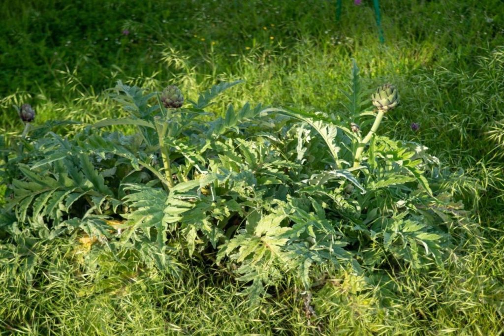 Growing artichoke plants outside