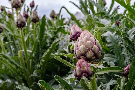 Growing artichokes: when and how to plant & sow artichokes