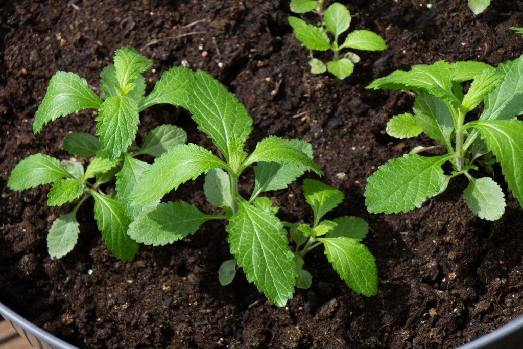 six small verbena seedlings in soil