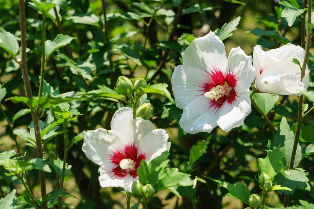 White and red hibiscus flowers