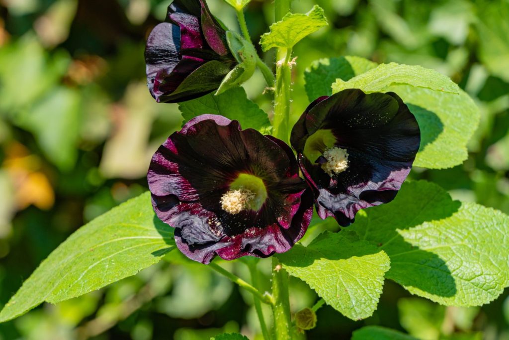 Dark purple common hollyhock flowers