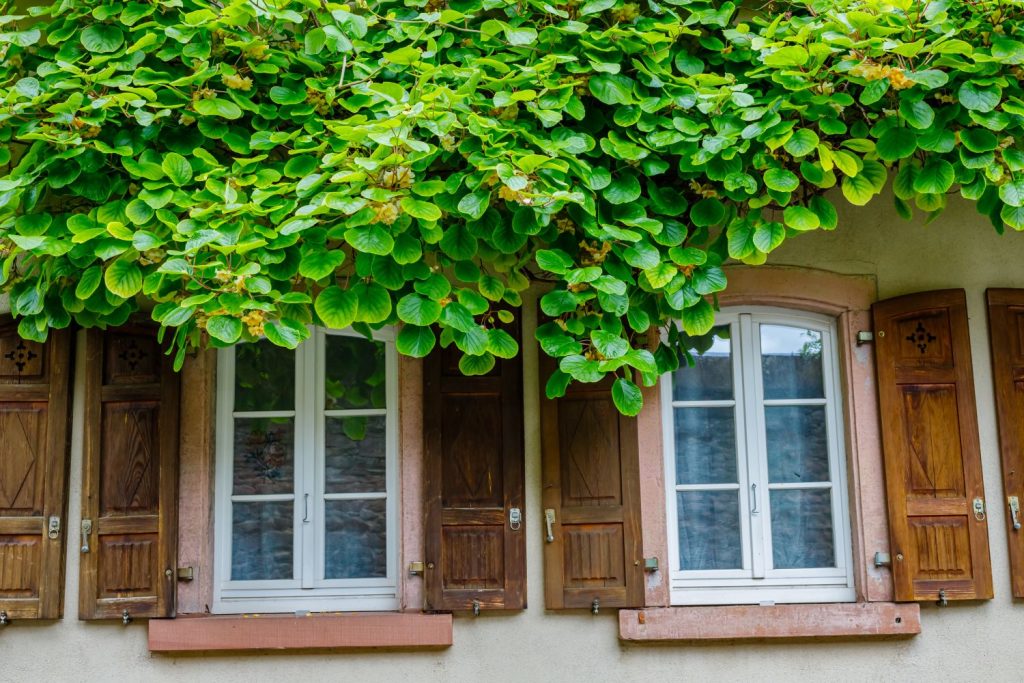 Kiwi vines hanging over windows