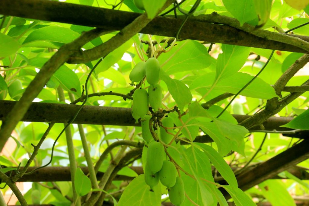 Green kiwis on the vine