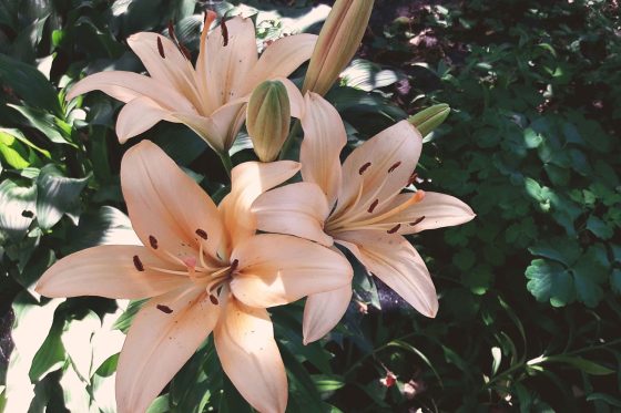 Types of lilies: overview of the most popular lily varieties