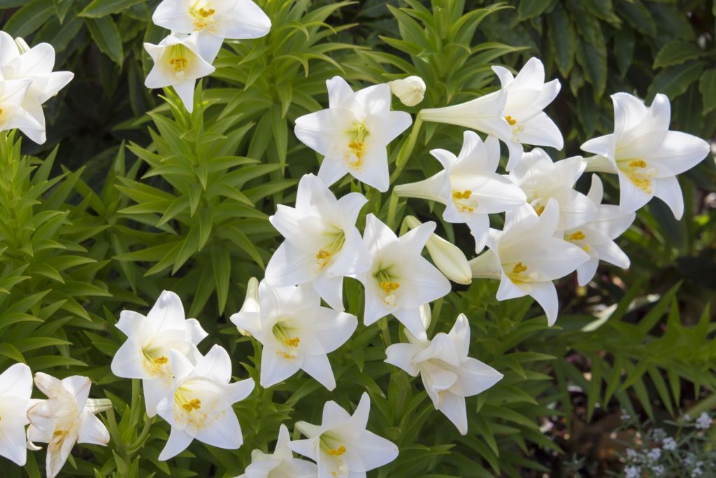 Lilies with pure white flowers