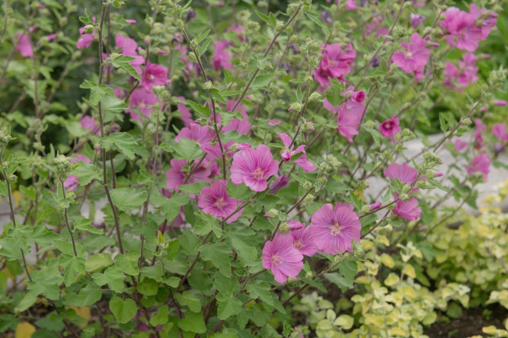 Tree mallow with pink flowers