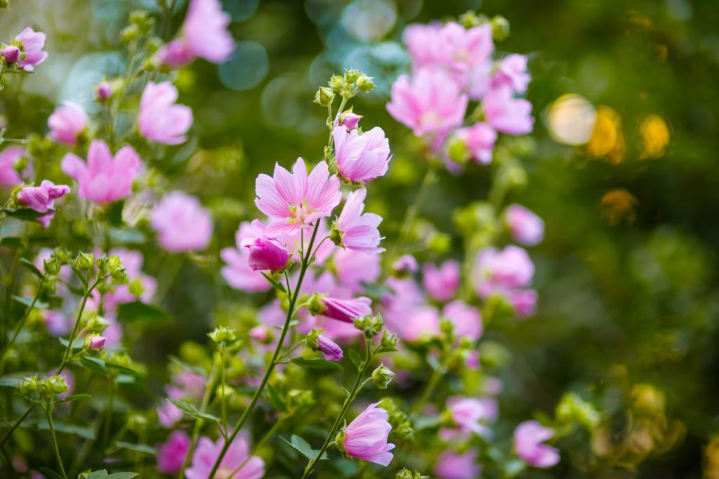 Pink great musk mallow flowers