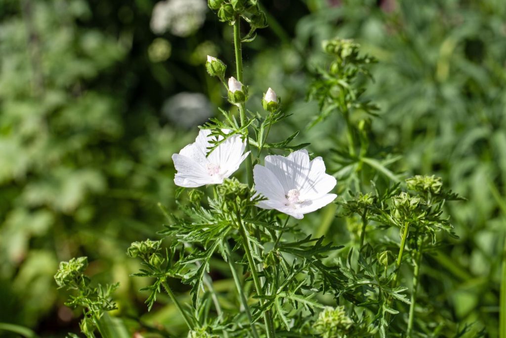 White mallow flowers and buds