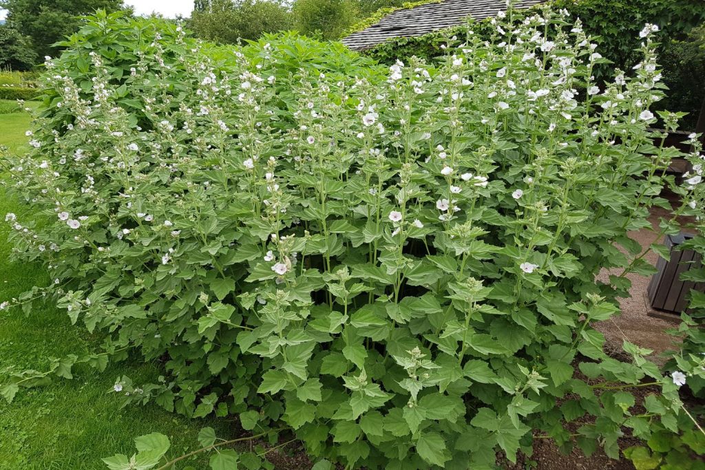Stand of marsh mallow plants