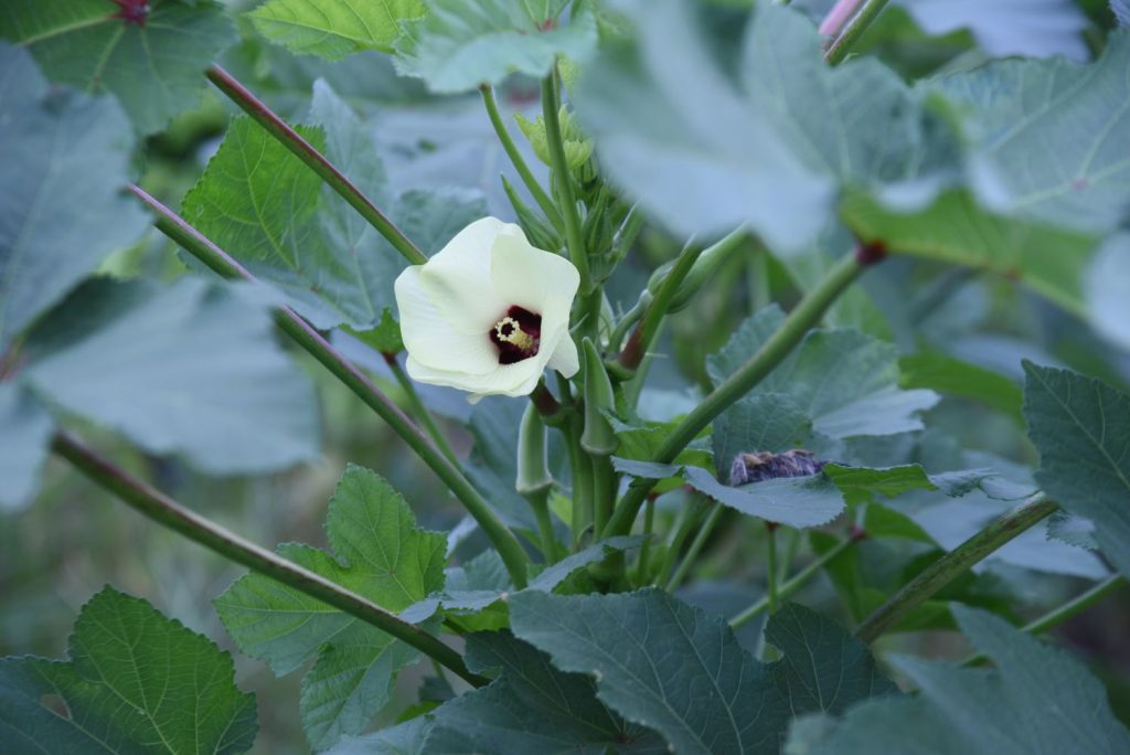A cream-coloured okra flower