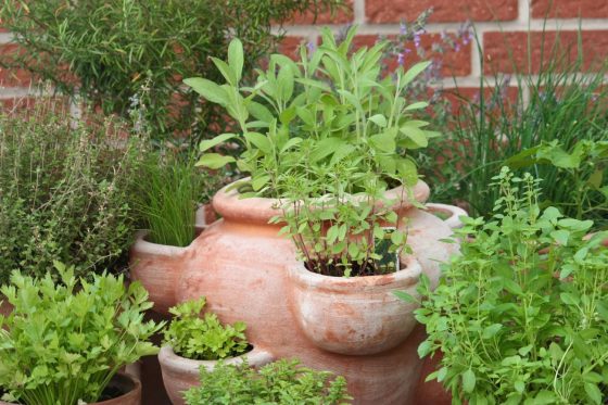 Feeding herbs: when, how & the best herb plant food