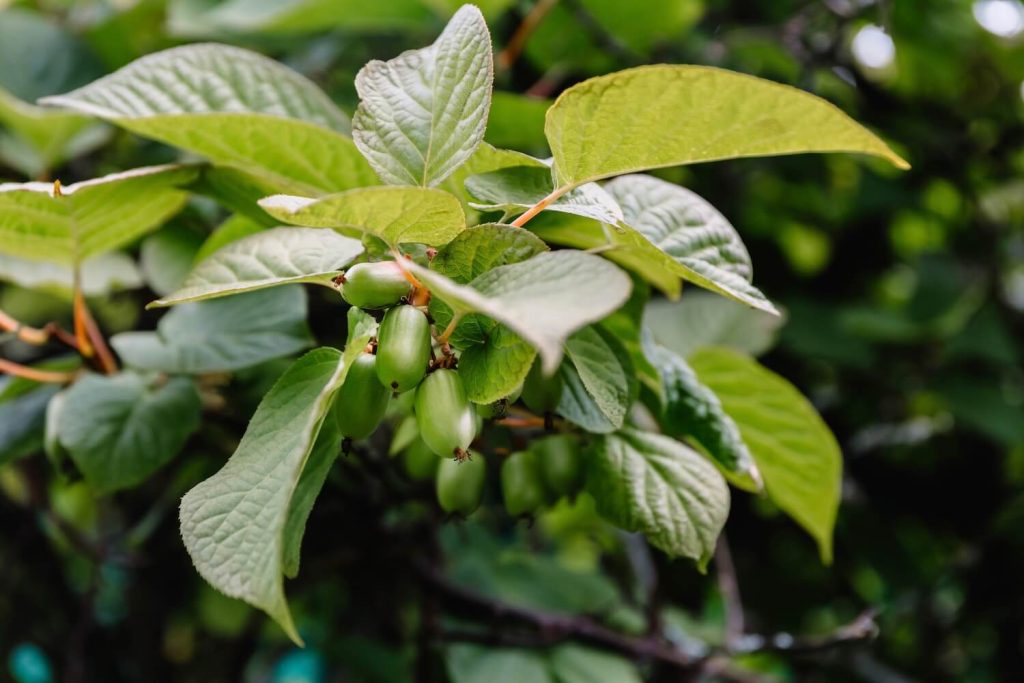 Small green kiwi fruits