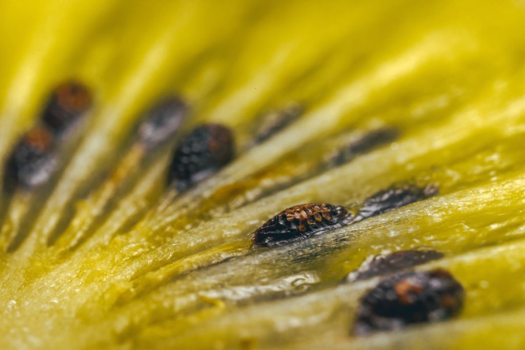 Close view of kiwi seeds