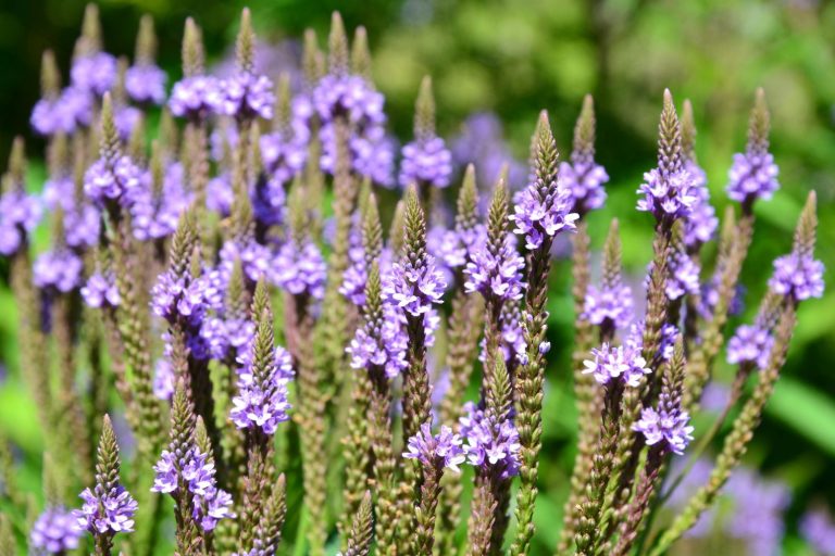 Types Of Verbena: Beautiful Vervain Varieties - Plantura