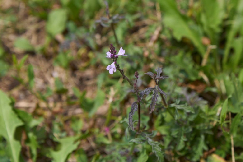 purple verbena officinalis Bampton plant