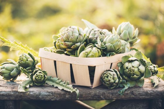 Harvesting artichokes: how and when to harvest & preserve artichokes