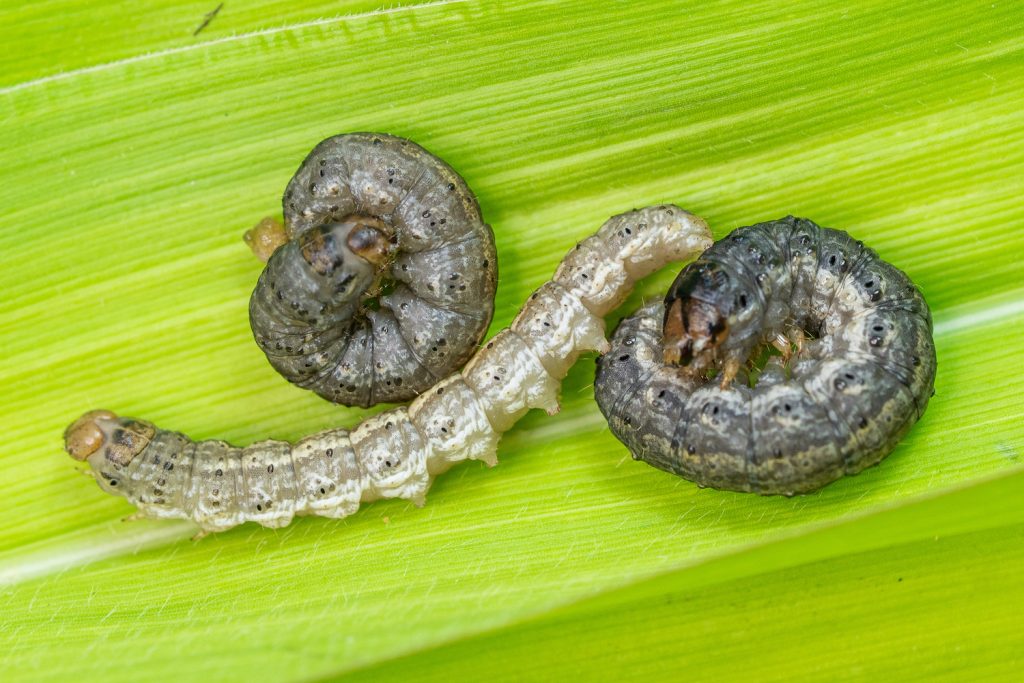 Three cutworms on a leaf