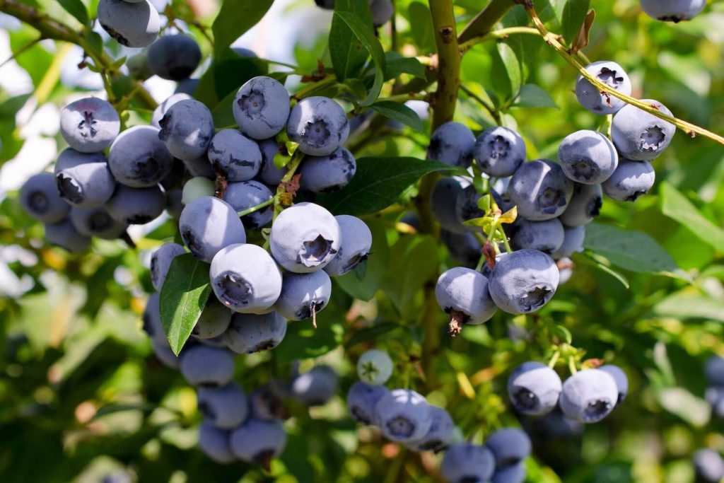 Ripe blueberries on a plant