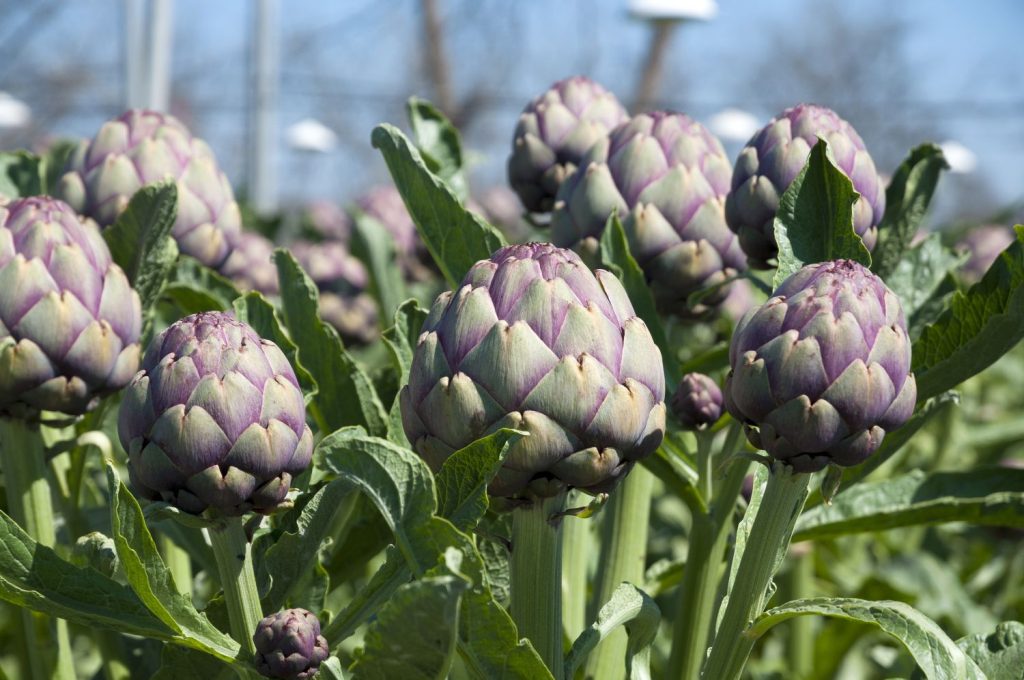 Purple artichoke heads on stems