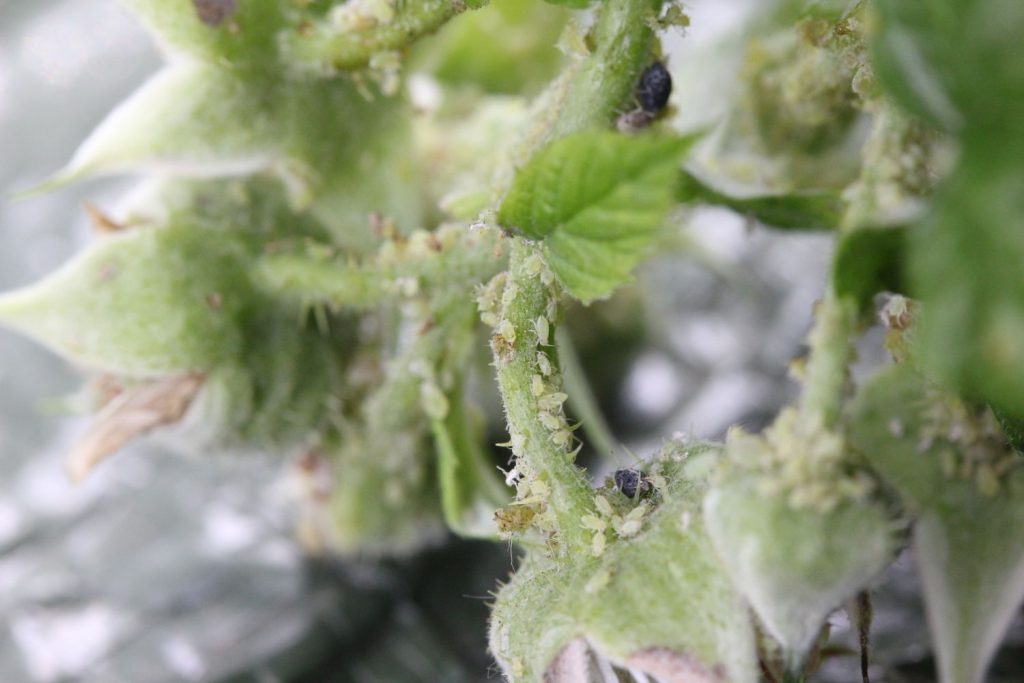 Small aphids on raspberry stems