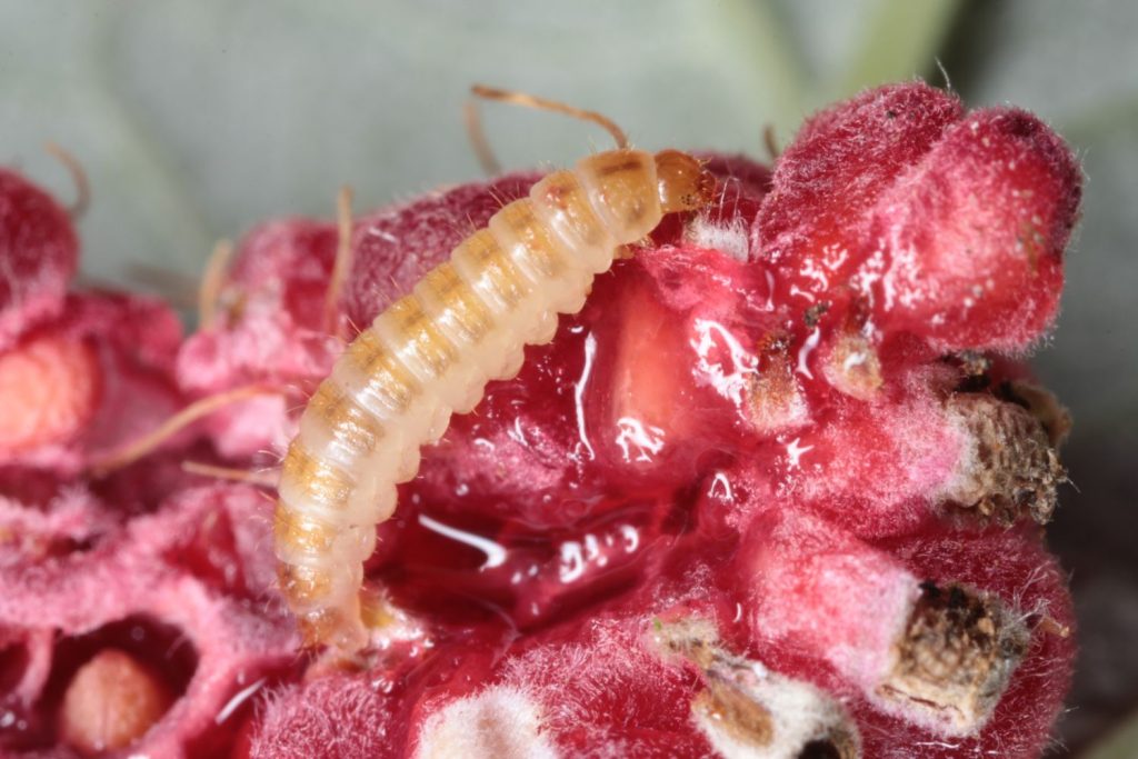 Raspberry beetle larvae eating fruits