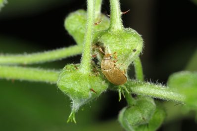 Raspberry pests: spider mites & other raspberry bugs
