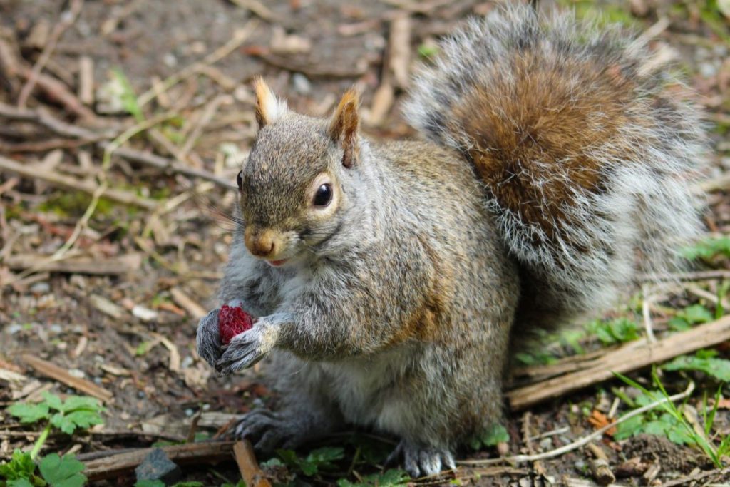 Grey squirrel eating a raspberry