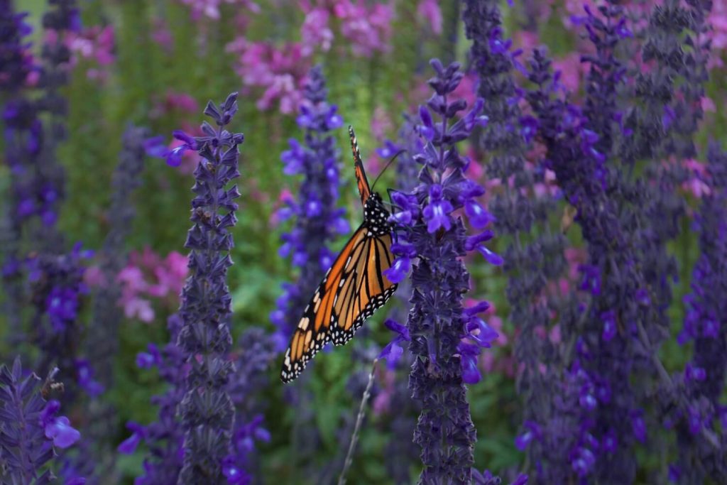 a butterfly sitting on sage