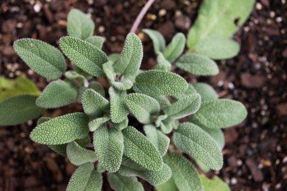 Sage: flowers, leaves, benefits & problems