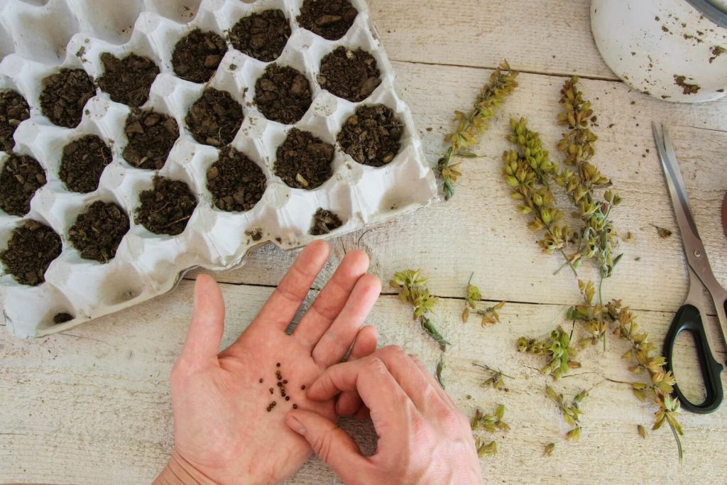 sowing sage seeds